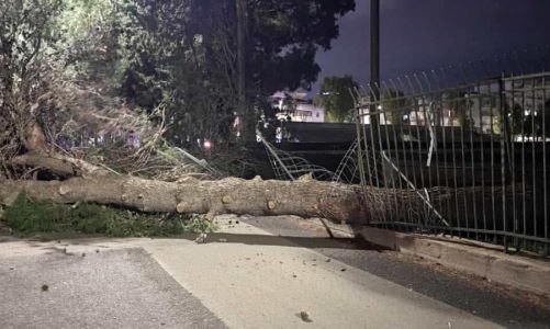Grosso albero sfonda la recinzione del Coni e crolla sulla strada, per fortuna nessun ferito