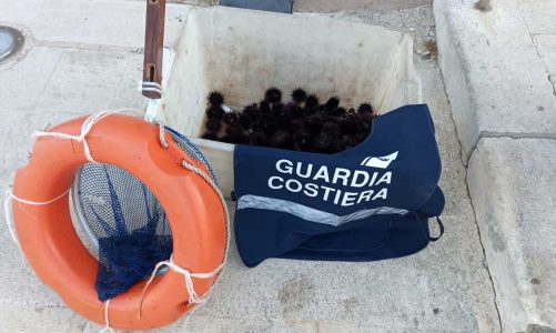 Pesca illegalmente ricci di mare: sorpreso e multato dalla guardia costiera