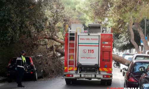 San Lazzaro, “pericolosità estrema” per 67 pini: sostituiti con 136 nuovi alberi