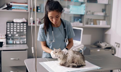 Febbre nei gatti: sintomi e cura