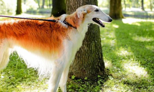 Cane Borzoi: storia, caratteristiche e come prendersene cura