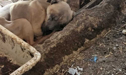 Un cane morto, due denutriti, carcasse di animali: scoperto un sito dell’orrore