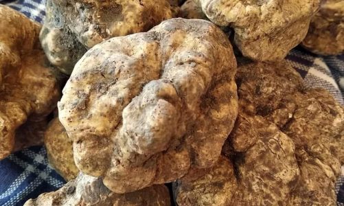 A Caprarica di Lecce tre giorni a tavola col tartufo salentino