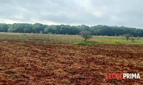 Quindicimila alberi per ampliare Bosco Cardigliano. Avviata piantumazione delle nuove essenze