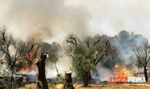 “Dati del catasto dei roghi boschivi e utilizzo delle acque reflue”: le proposte dell’Ordine degli agronomi per salvare il verde