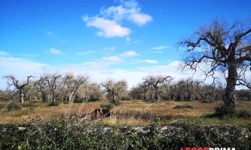 Riforestazione nel Salento: al progetto di resilienza aderiscono 23 Comuni