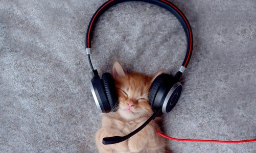 David Teie e la musica per gatti: funziona e lo conferma uno studio