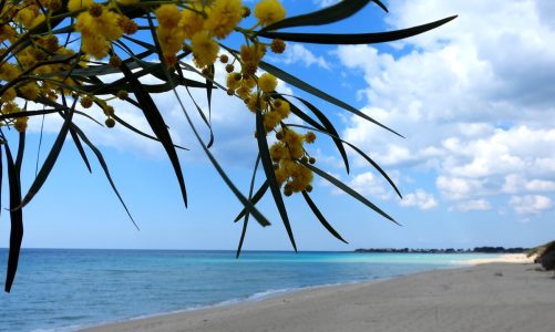 Una mimosa dal mare per tutte le nostre lettrici