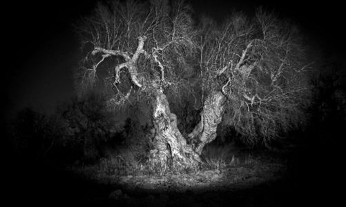 Lo scatto notturno all’albero secolare