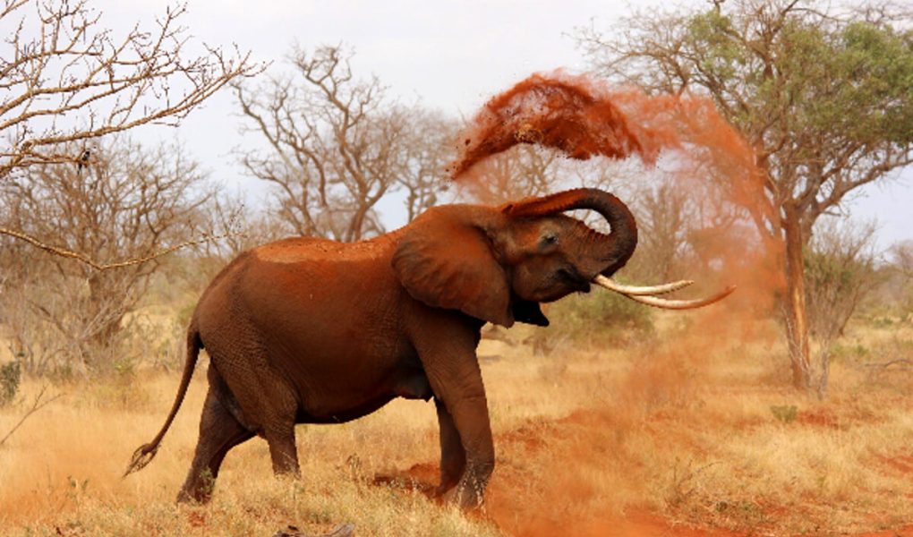 Bracconaggio degli elefanti: grandi risultati presso il Parco Nazionale Nouabalé-Ndoki nella Repubblica del Congo