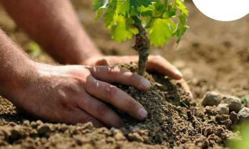 Guagnano celebra l’uva cardinal, inserita tra i “prodotti agroalimentari della tradizione”