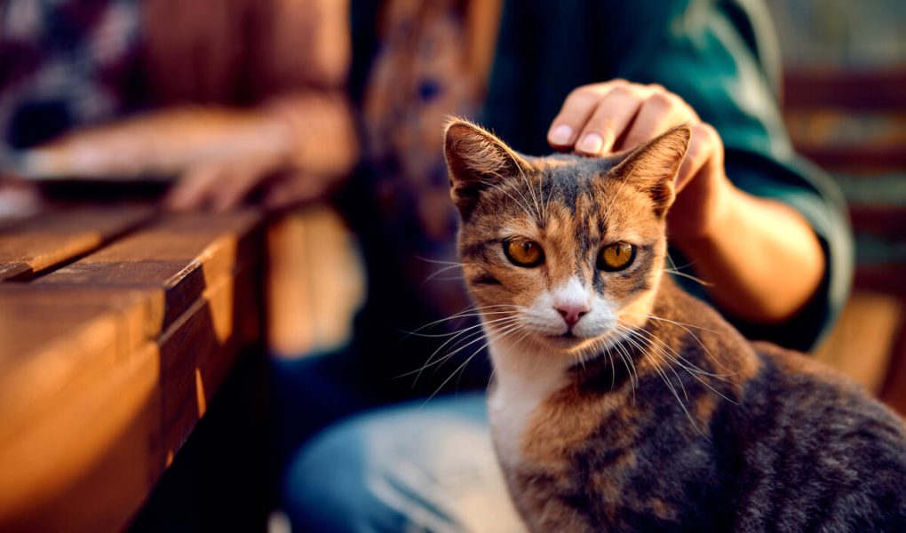 I gatti potrebbero vivere fino a 30 anni: merito di un farmaco innovativo