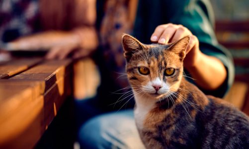 I gatti potrebbero vivere fino a 30 anni: merito di un farmaco innovativo