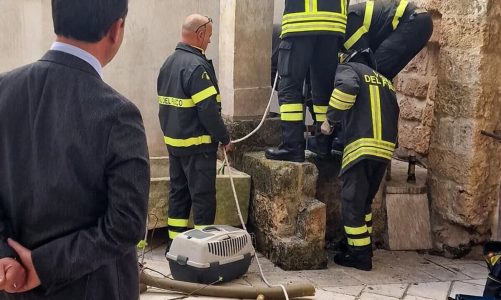 Il gatto “comunale” incastrato nel pozzo del Palazzo Marchesale. Liberato dai vigili del fuoco