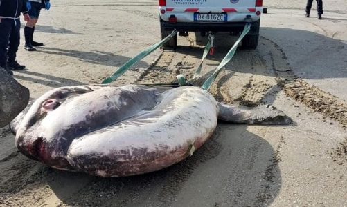 Trovato un enorme pesce luna spiaggiato: pesa una tonnellata