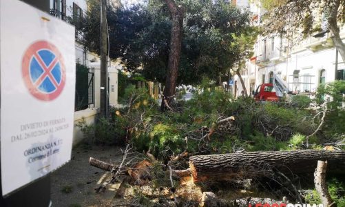 Messa in sicurezza delle alberature: iniziato il taglio dei pini pericolanti a San Lazzaro