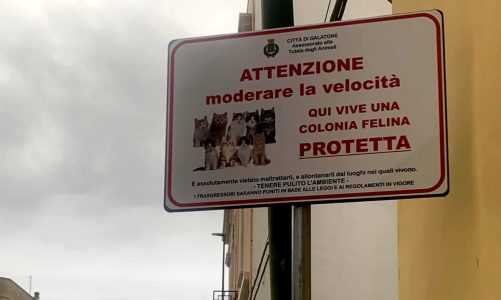 Tutela degli animali: nel comune cartellonistica per segnalare le colonie feline