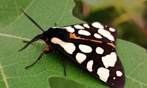 “Soffermarsi sulle piccole meraviglie della natura ci aiuta a rispettarla”