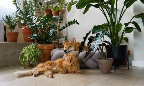 Piante pet-friendly: le più sicure per gli animali domestici