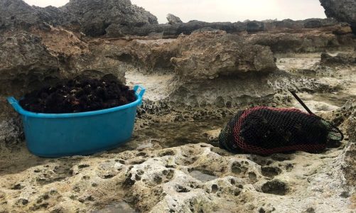 Fermo pesca dei ricci, anche i salentini tra i manifestanti a Bari. Pagliaro e Minerva: “Ora i ristori”