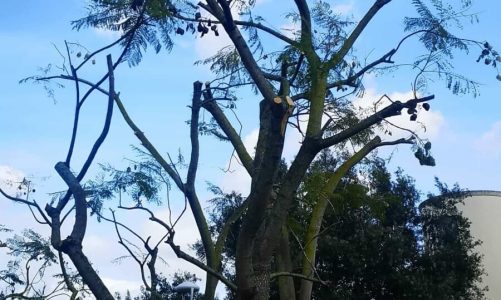 Potature alberi, Codici e Lcp chiedono chiarezza: “Cittadini preoccupati”