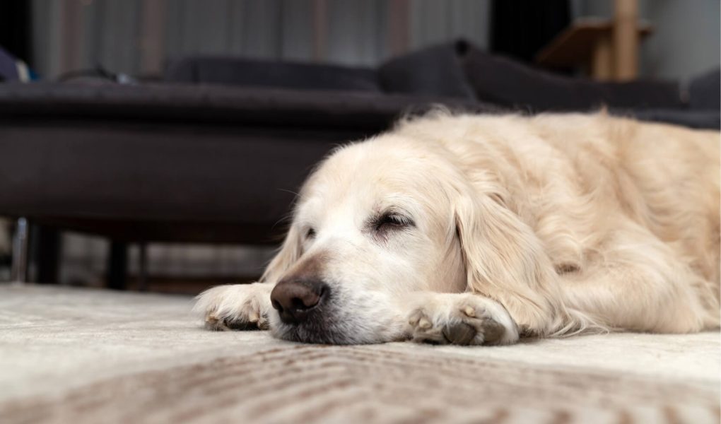 Cane con disturbi gastrointestinali: cause, sintomi e alimentazione corretta