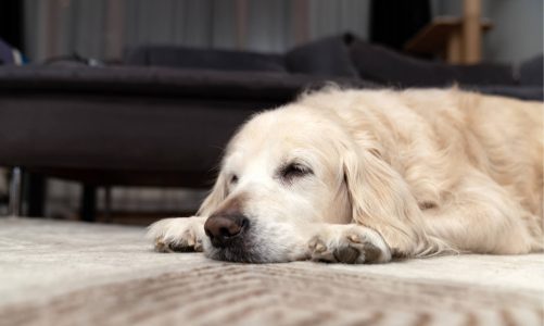 Cane con disturbi gastrointestinali: cause, sintomi e alimentazione corretta